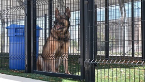 Military Working Dogs Demo (B-Roll)