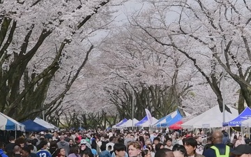 Yokota Sakura Spring Festival 2024