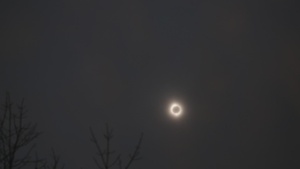 Total Eclipse of the Park
