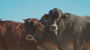 MCAS Yuma Puts Hooves on the Ground