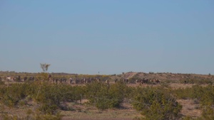 (B-Roll) MCAS Yuma Puts Hooves on the Ground