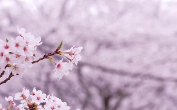 Sakura Cherry Blossom Open Day Event Camp Zama