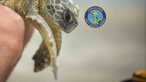 NAVFAC Hawaii and NMFS Sea Turtle Tagging on JBPHH