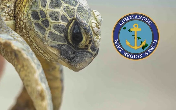 NAVFAC Hawaii and NMFS Sea Turtle Tagging on JBPHH