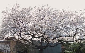 Spring Blooms at Arlington National Cemetery