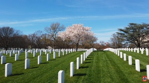 Spring Blooms at Arlington National Cemetery