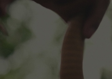 2-2 SBCT Conduct Cobra Gold and Hanuman Guardian