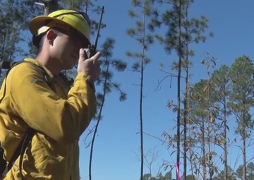 Protecting Our Future: Forestry Supports Training and Wildlife on Camp Lejeune