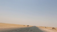 Camels in Kuwait