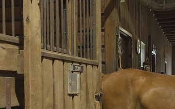 The Marine Corps Mounted Color Guard East Coast Tour (b-roll)