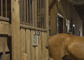 The Marine Corps Mounted Color Guard East Coast Tour (b-roll)