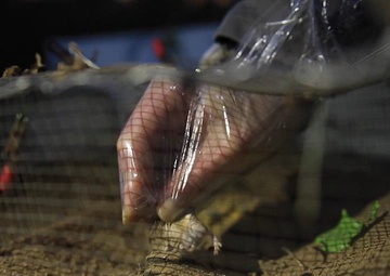 Camp Pendleton partners with the SD Zoo and the Carlsbad Fish and Wildlife on the protection and relocation of the Pacific Pocket Mouse