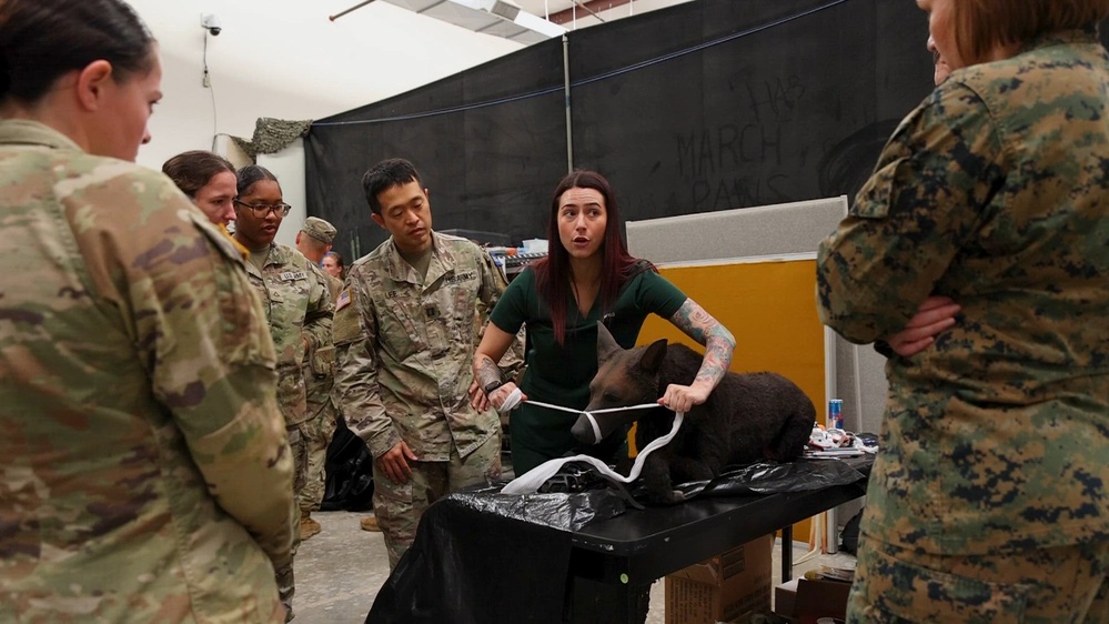 DVIDS - Video - JEMX 2024: B-roll - Military working dog prep lane