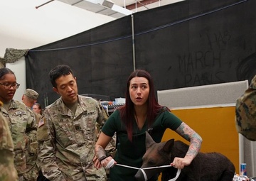 JEMX 2024: B-roll - Military working dog prep lane