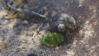 The life of the desert tortoises at the TRACRS facility