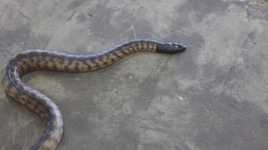 B-Roll: MRF-D 24.3 U.S. Sailors participate in snake handling course