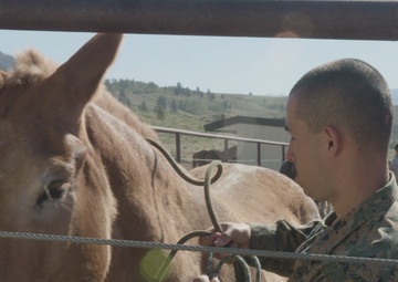 MTX 4-24: Animal packing Broll