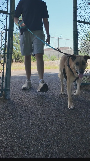 Summer Safety Month- Pets Safety Tips