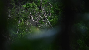 Mariana Fruit Bats on Andersen AFB