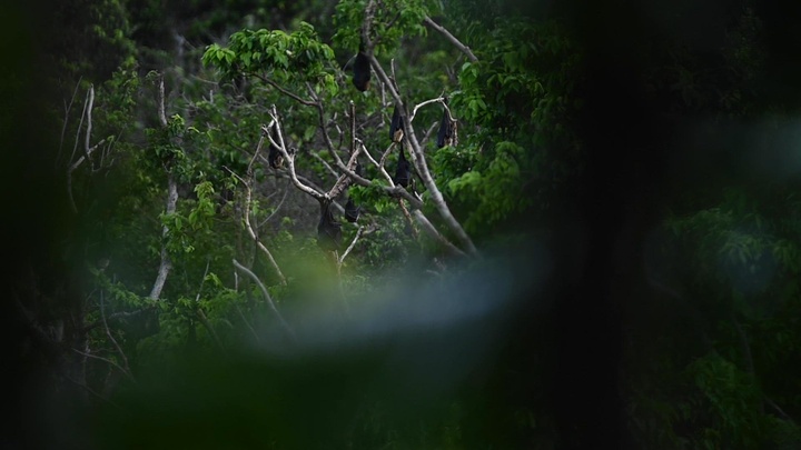 Mariana Fruit Bats on Andersen AFB > Andersen Air Force Base > Article ...