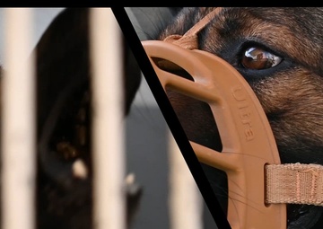 U.S. Army Vet Services Support 379th ESFS MWD Clinic