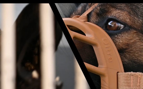 U.S. Army Vet Services Support 379th ESFS MWD Clinic