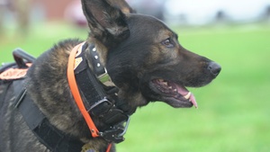 178th Fire Department Trains with Service Dogs
