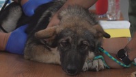 AR-MEDCOM veterinarians, Fort Belknap IHS partner up again for Walking Shield