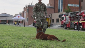 B-Roll: 525th Military Working Dog Detachment demonstration