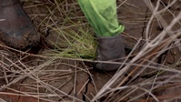 Wicomico River Maintenance Dredging – Marsh Planting