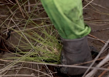 Wicomico River Maintenance Dredging – Marsh Planting