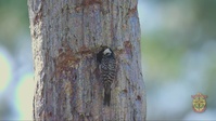 Camp Lejeune's Red-cockaded Woodpeckers