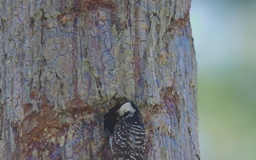 Camp Lejeune's Red-cockaded Woodpeckers