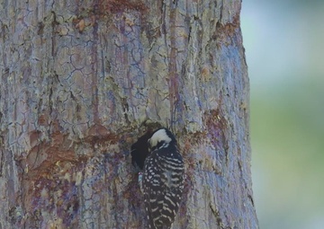Camp Lejeune's Red-cockaded Woodpecker