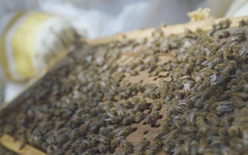 USAFA Beekeeper Club