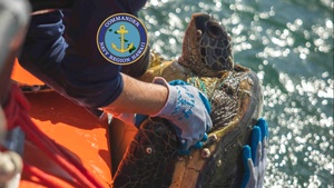 NAVFAC Hawaii Collects New Data For Turtle Tagging Project