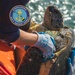 NAVFAC Hawaii Collects New Data For Turtle Tagging Project