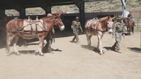 Marines with 2/1 hike with mules during Animal Packers Course 2-24