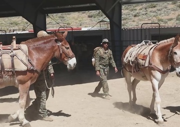 Marines with 2/1 hike with mules during Animal Packers Course 2-24