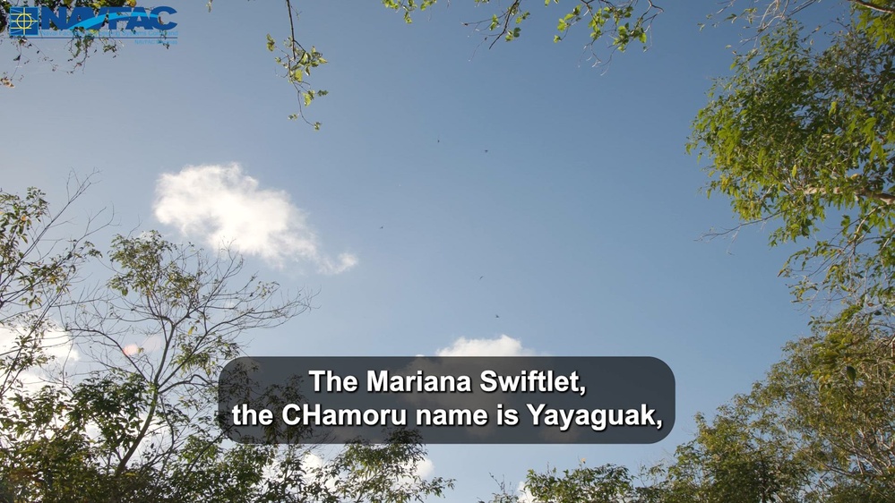 DVIDS - Video - Protecting Guam’s Endangered Swiftlets and Battling ...