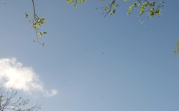 Protecting Guam’s Endangered Swiftlets and Battling Brown Tree Snakes