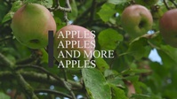 Apple, apples and more apples