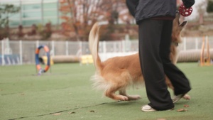 Unity in Training: 903rd K-9s Visit Korea Pet High School