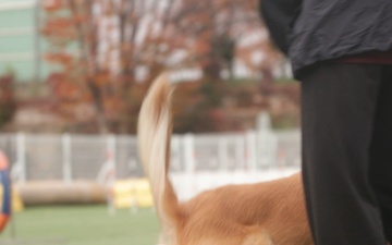 Unity in Training: 903rd K-9s Visit Korea Pet High School