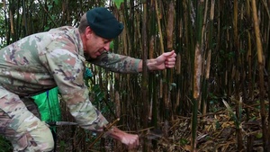 Bamboo Harvesting