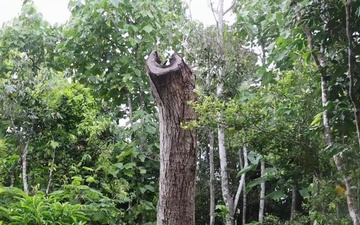 The Serianthes Tree at Ritidian: Leaving Behind a Legacy of Hope