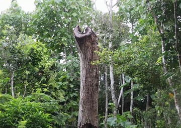 The Serianthes Tree at Ritidian: Leaving Behind a Legacy of Hope