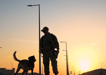 BLUF: Military Working Dog Handlers