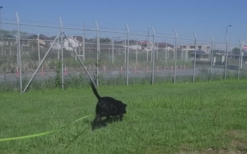 Yokota Air Base's Military Working Dog Kennel