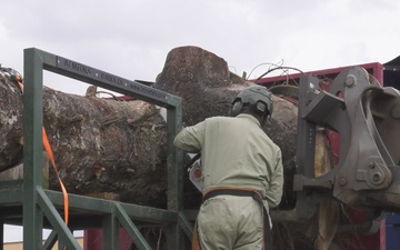 U.S. Capitol Christmas Tree root cutting at Joint Base Andrews